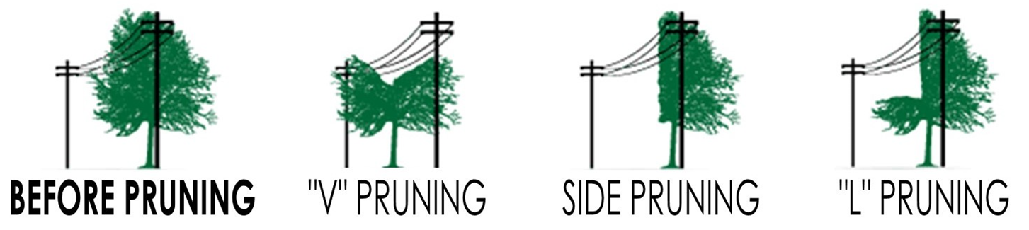 Tree Trimming